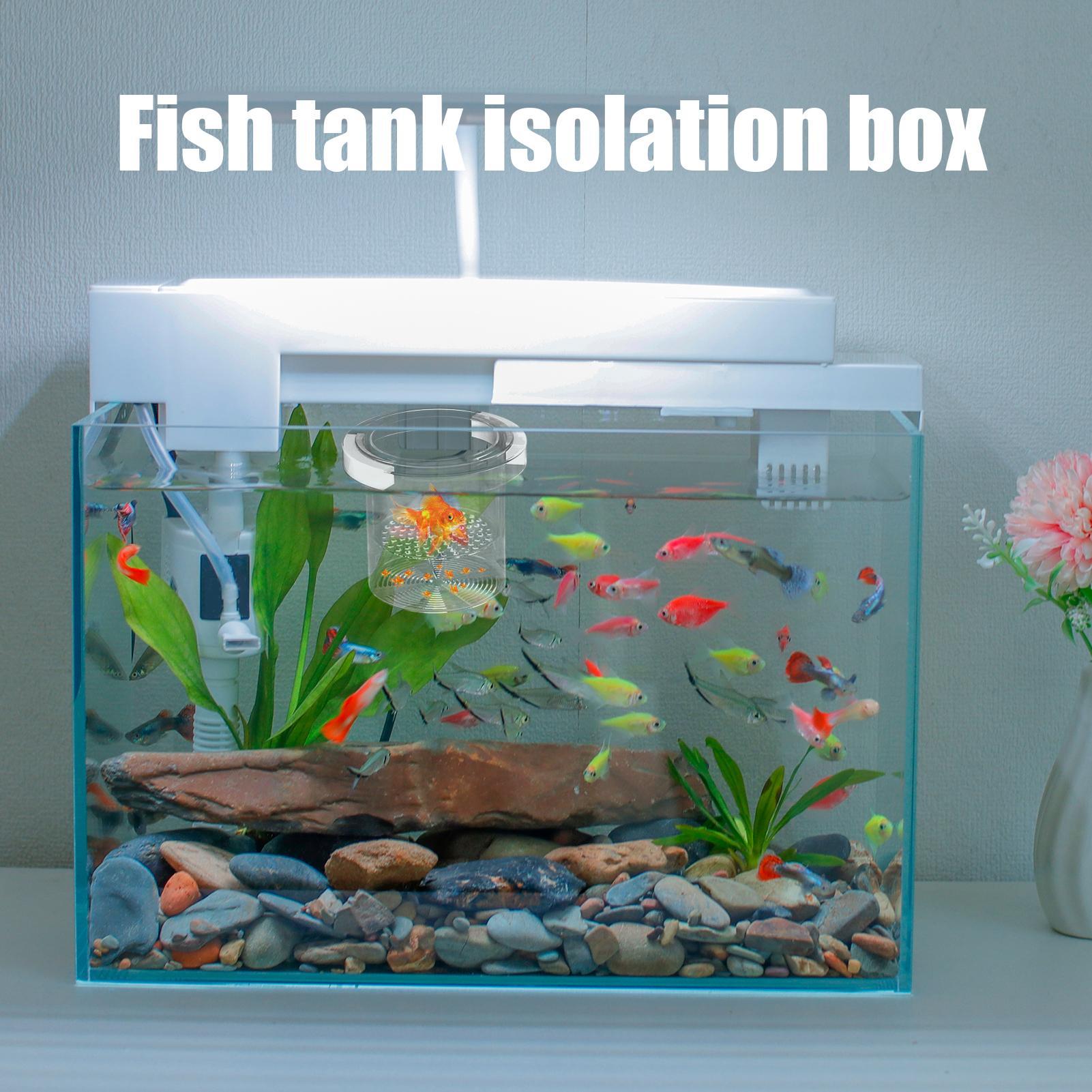 Pływający pojemnik do hodowli  – Aquarium Fish Betta recenzja i cena